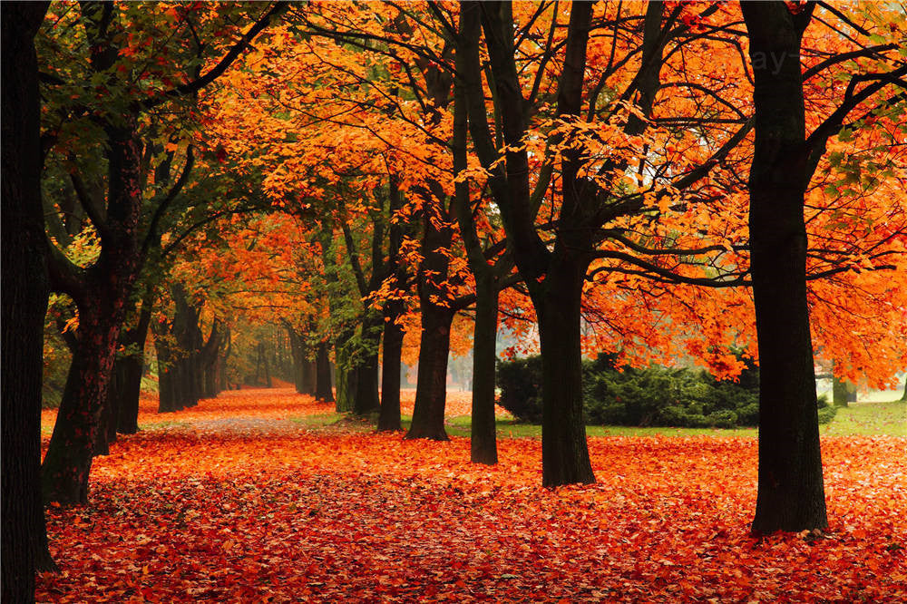 Autumn Photography Background Photo Studio Scenic Vinyl Screen Backdrops 7x5FT