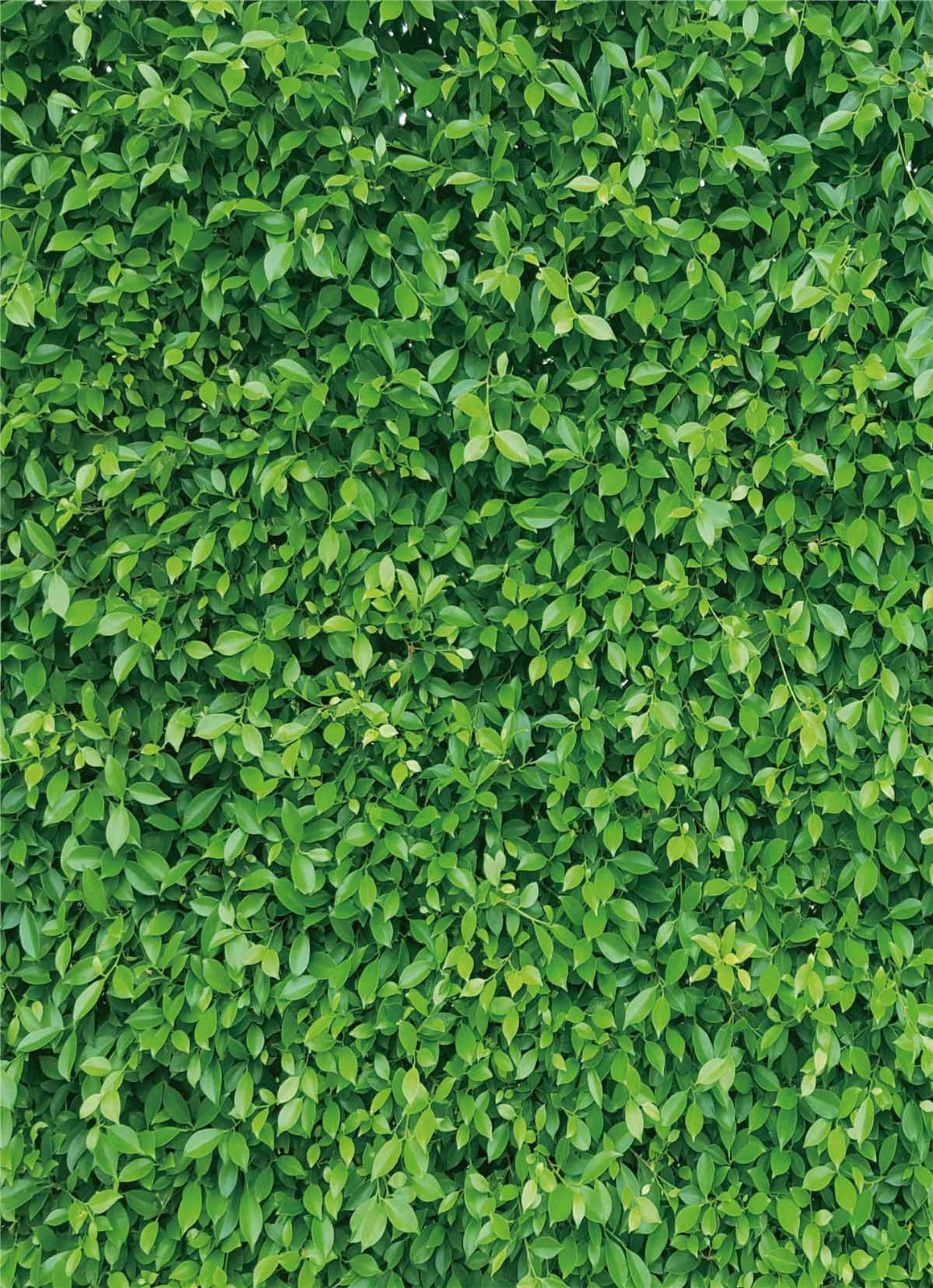 Green Leaves Photography Backdrops Vinyl Background For Baby Photo Props Studio