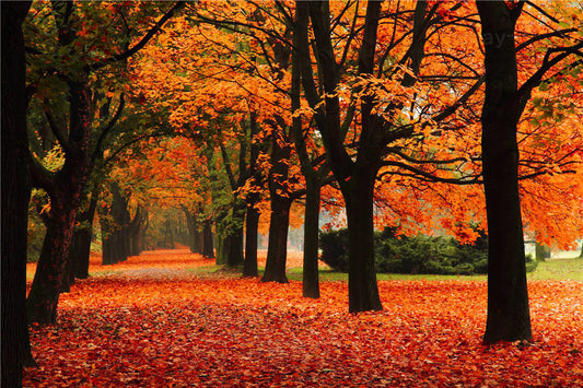 Autumn Photography Background Photo Studio Scenic Vinyl Screen Backdrops 7x5FT